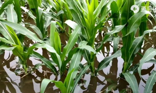 河南強降雨致上千公頃農作物受災，專家稱夏糧總體穩定但蔬菜供應面臨挑戰