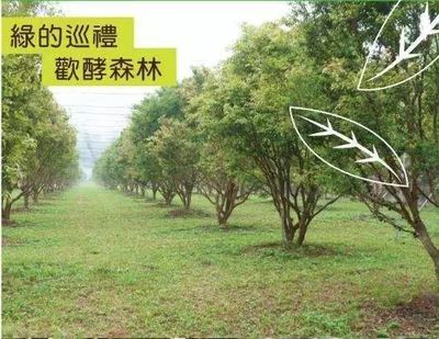 素食之光 一家酵素企業(yè)的獨特經營之道