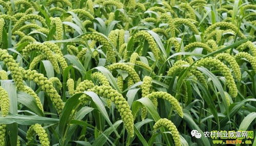 2018年蔬菜種植前景分析 哪些品種值得關注？