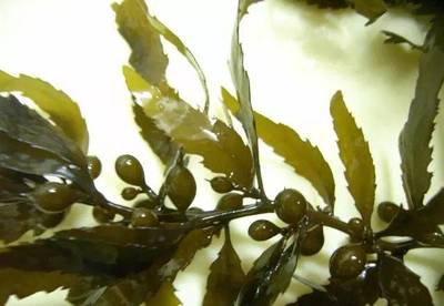 海藻提取物活性成分大揭底 純化技術與應用前景
