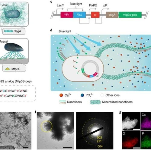 仿生之光 光誘導活性生物膜梯度礦化推動動態(tài)響應與自修復材料創(chuàng)新